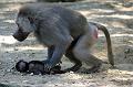 2010-08-24 (628) Aanranding en mishandeling gebeurd ook in de apenwereld